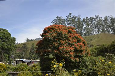 Munnar, Tea Plantations_DSC5843_H600